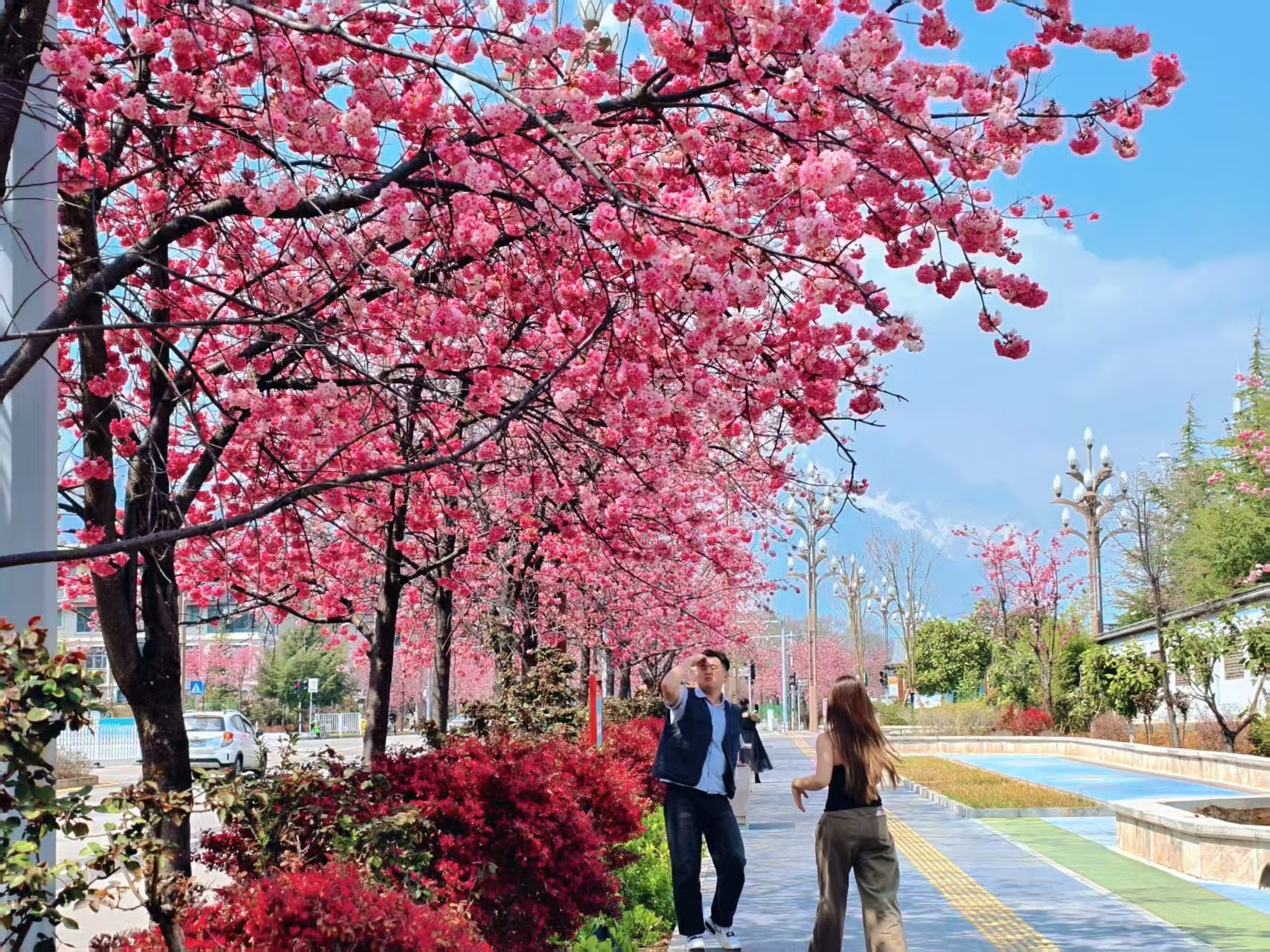 丽江樱花大道 春日限定浪漫已加载完毕！ (2).jpg