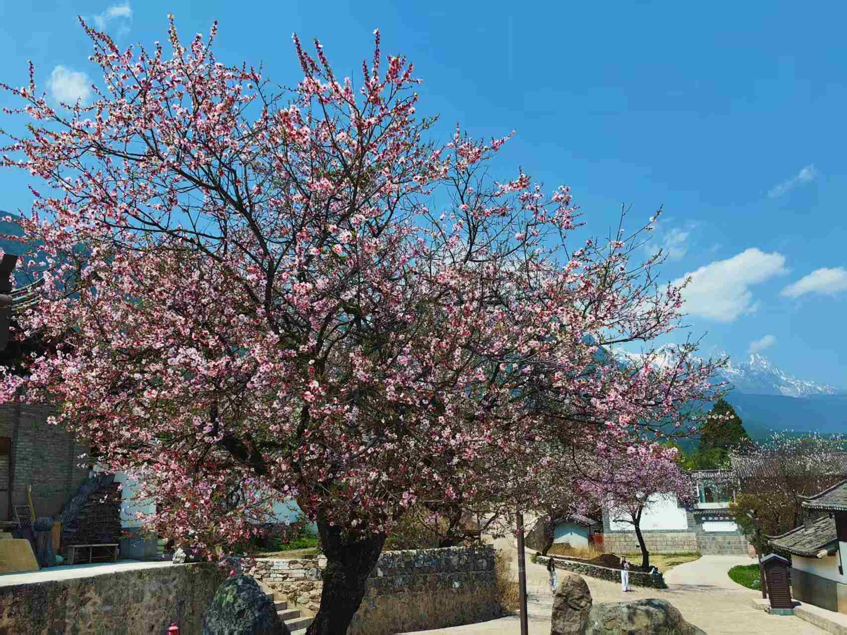 丽江玉龙村古桃树走红，网友直呼：拍到免费的“人生照片”2.jpeg