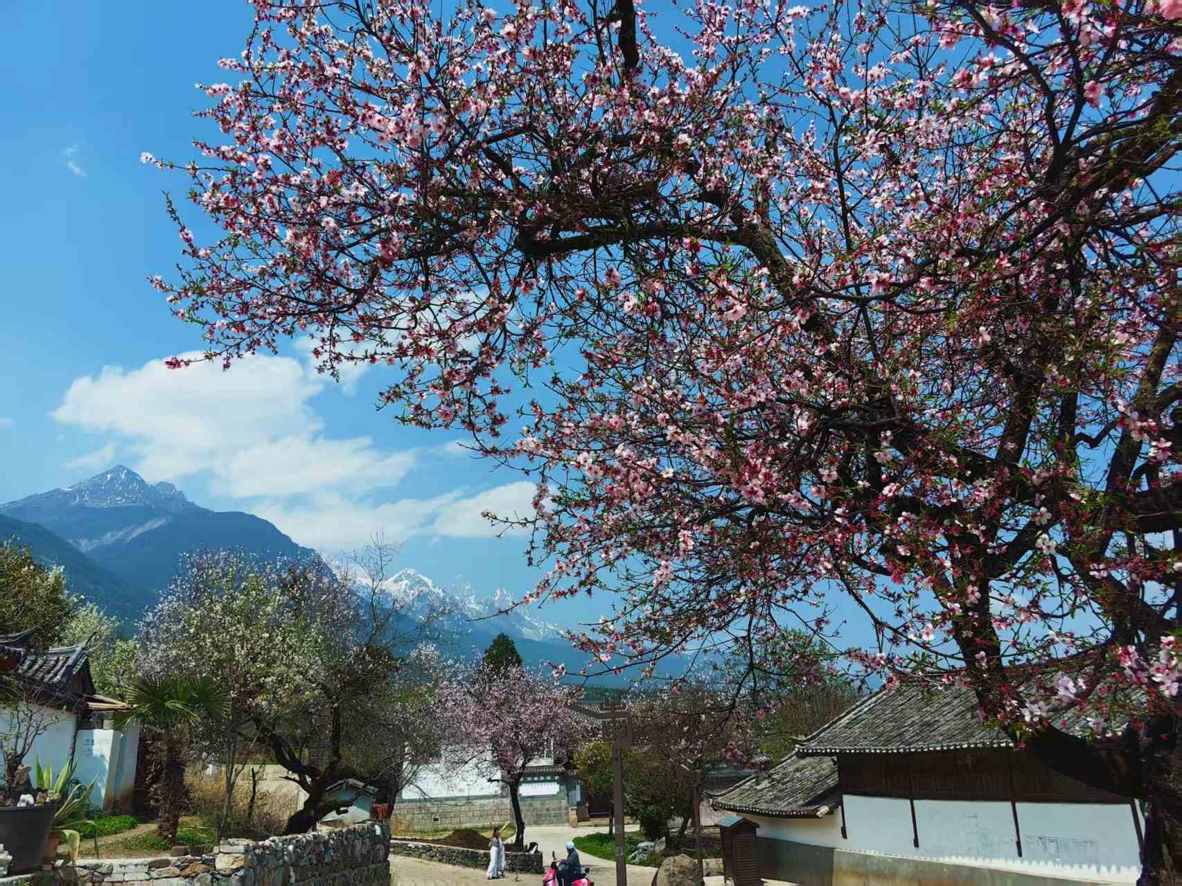 丽江玉龙村古桃树走红，网友直呼：拍到免费的“人生照片”4.jpeg