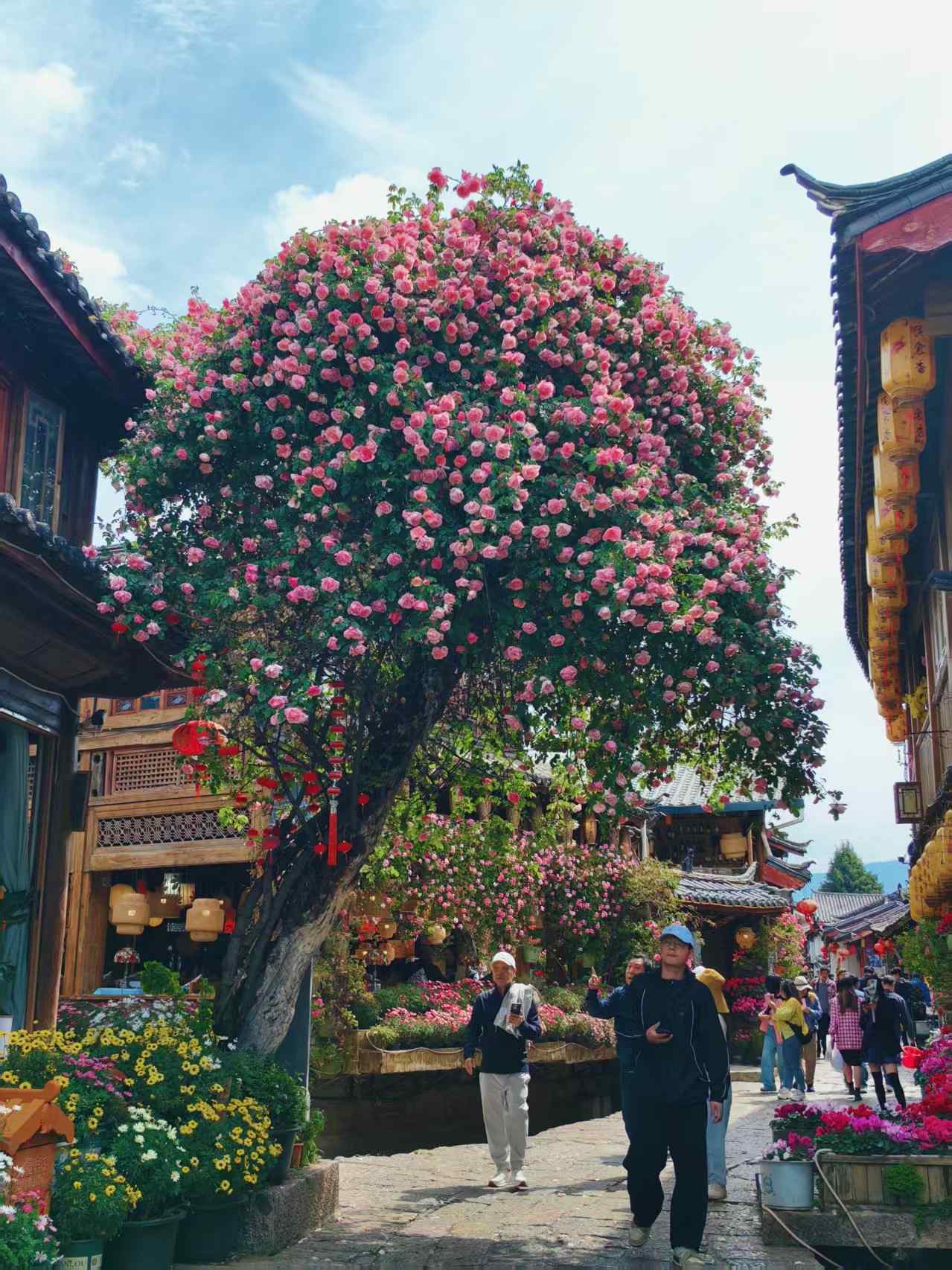 丽江古城蔷薇花盛开成“网红”，游客争相打卡“人生照片”2.jpeg
