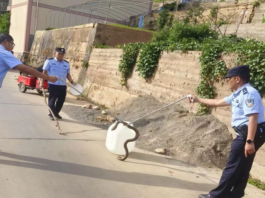蛇出没！9.8公斤眼镜蛇掉进粪坑，丽江民警上演“捕蛇行动”3.jpg
