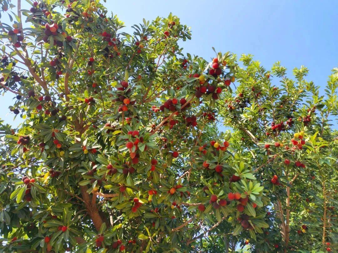 五一打卡新去处！华坪龙头果子山超多精彩活动等你来解锁 (3).jpg