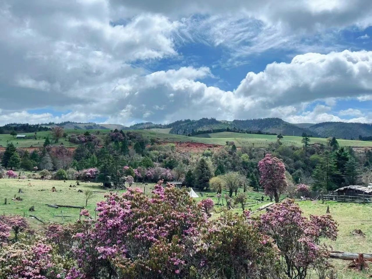 海拔 3000 米的浪漫！老君山杜鹃花海美如画，等你来打卡1.jpg