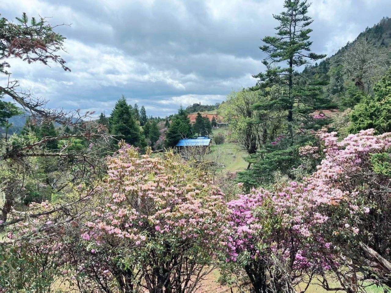 海拔 3000 米的浪漫！老君山杜鹃花海美如画，等你来打卡2.jpg