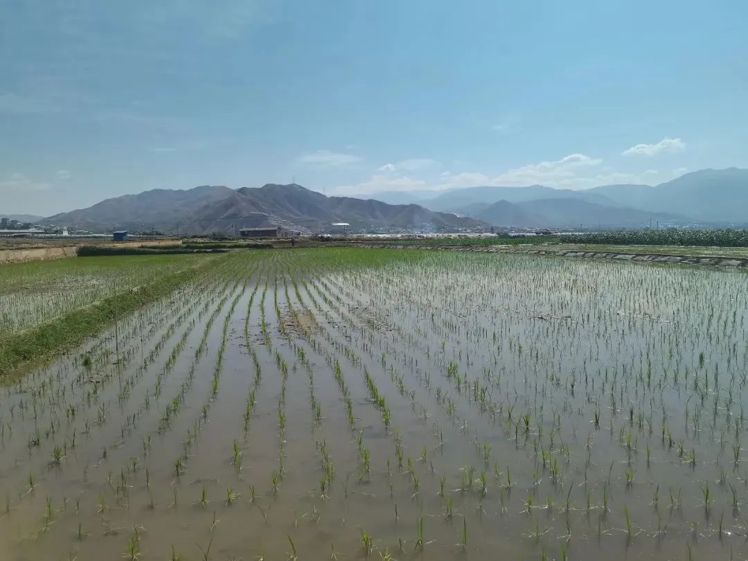 科技赋能 稻香可期 永胜涛源启动极高产水稻试验示范种植1.jpg