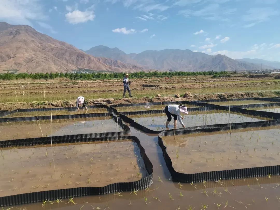 科技赋能 稻香可期 永胜涛源启动极高产水稻试验示范种植3.jpg