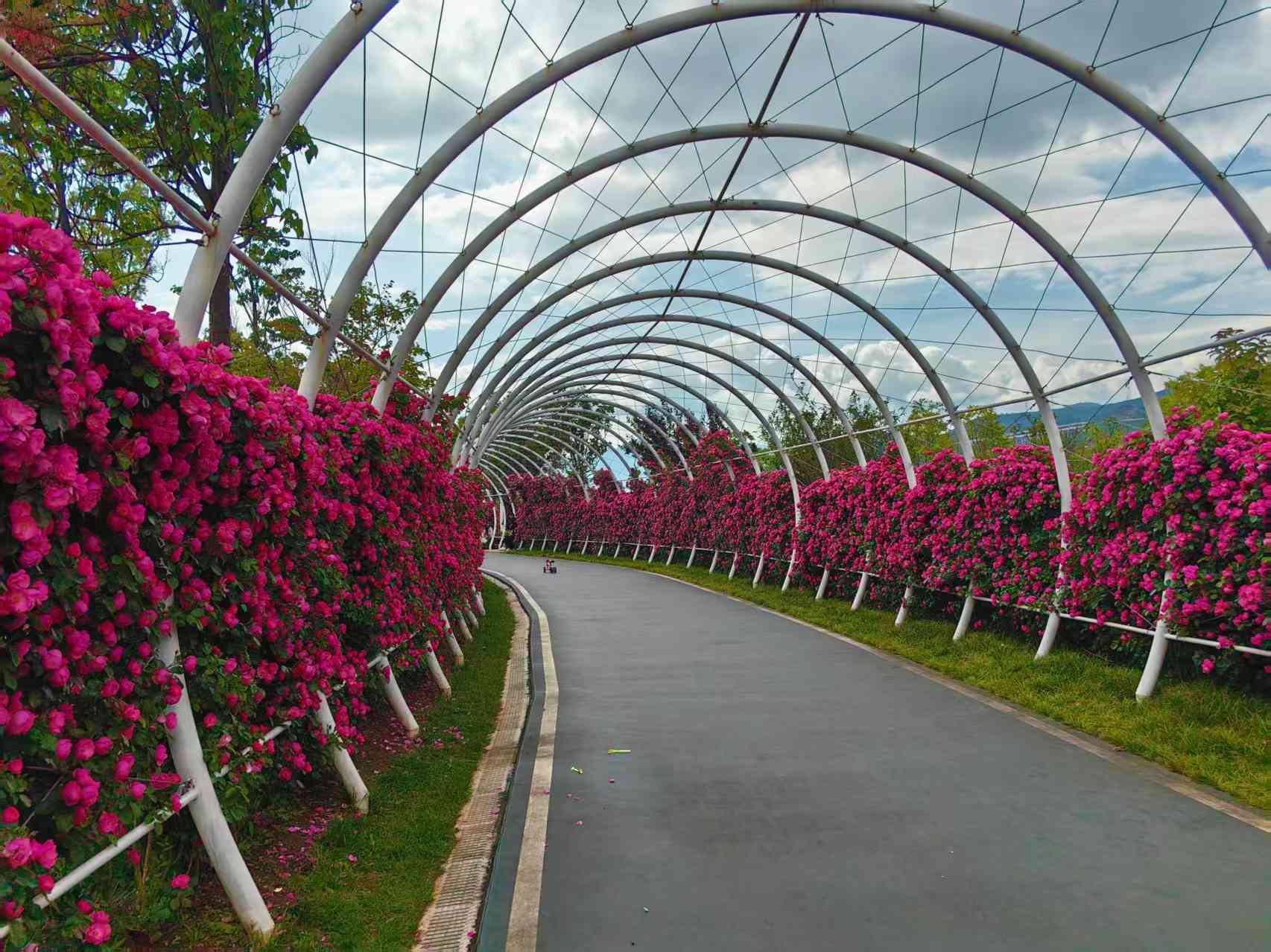 美到窒息！丽江这里的蔷薇花廊，随手一拍就是大片3.jpeg