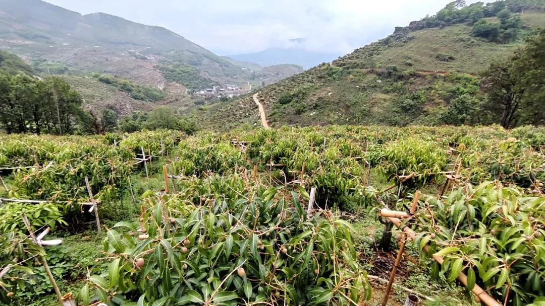 从 “秋果”到“春果” 华坪芒果留树保鲜技术让“冬天吃鲜芒”成现实 (1).jpg