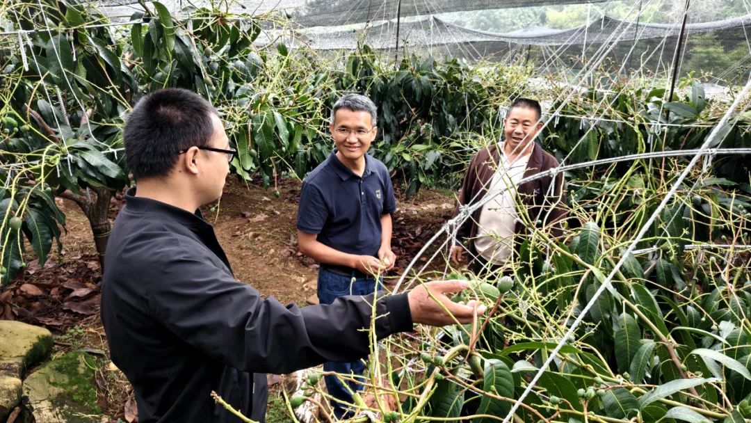 从 “秋果”到“春果” 华坪芒果留树保鲜技术让“冬天吃鲜芒”成现实 (3).jpg