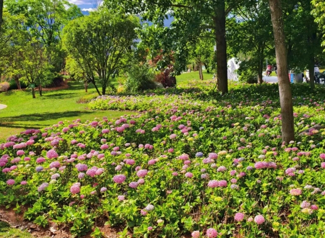 浪漫预警！丽江中济海公园绣球花盛放 (1).png