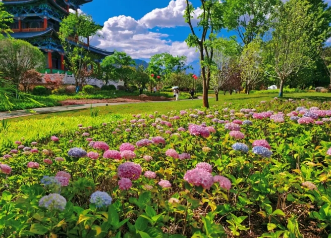浪漫预警！丽江中济海公园绣球花盛放 (2).png