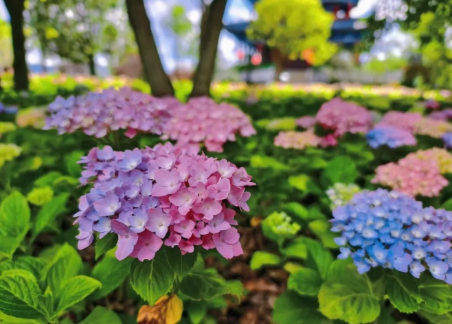 浪漫预警！丽江中济海公园绣球花盛放 (3).png