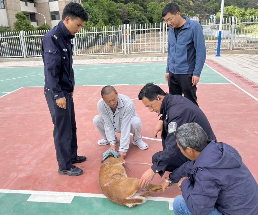 暖心！麂子误入项目部被卡围栏，丽江警民联手成功解救放生1.jpeg