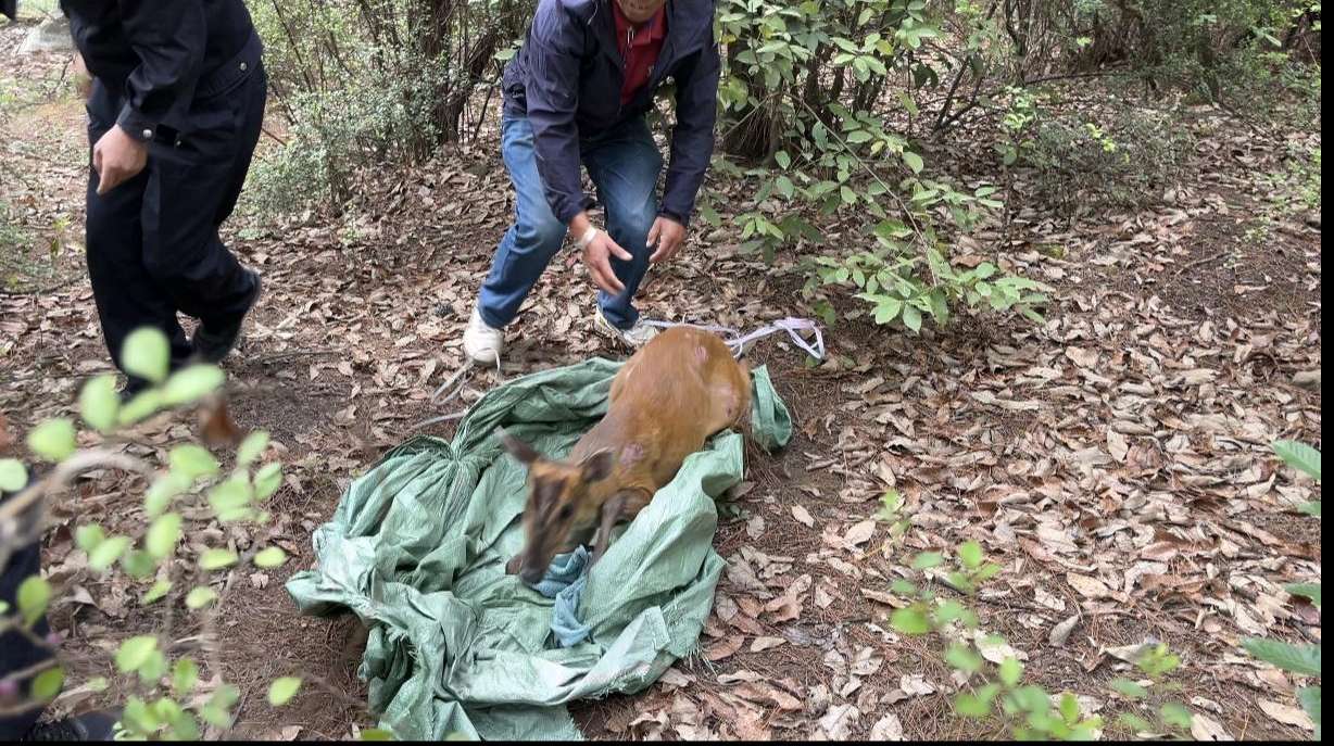 暖心！麂子误入项目部被卡围栏，丽江警民联手成功解救放生2.jpeg