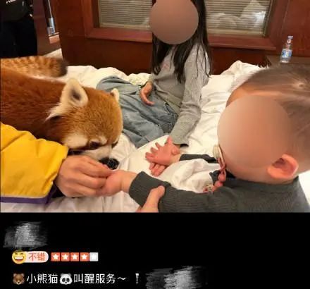 幼童与成年小熊猫同床互动？酒店高价营销遭质疑，官方回应：立即停止！2.jpg