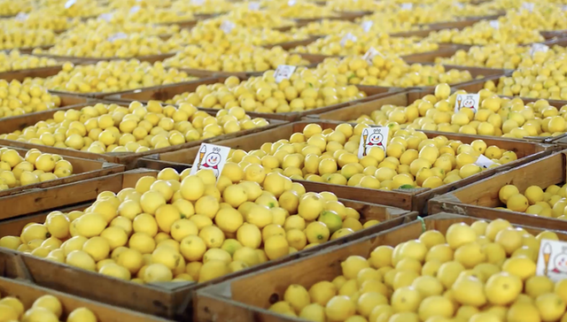 柠檬价格狂飙，茶饮品牌的 “夏日爆款” 要涨价了？.png