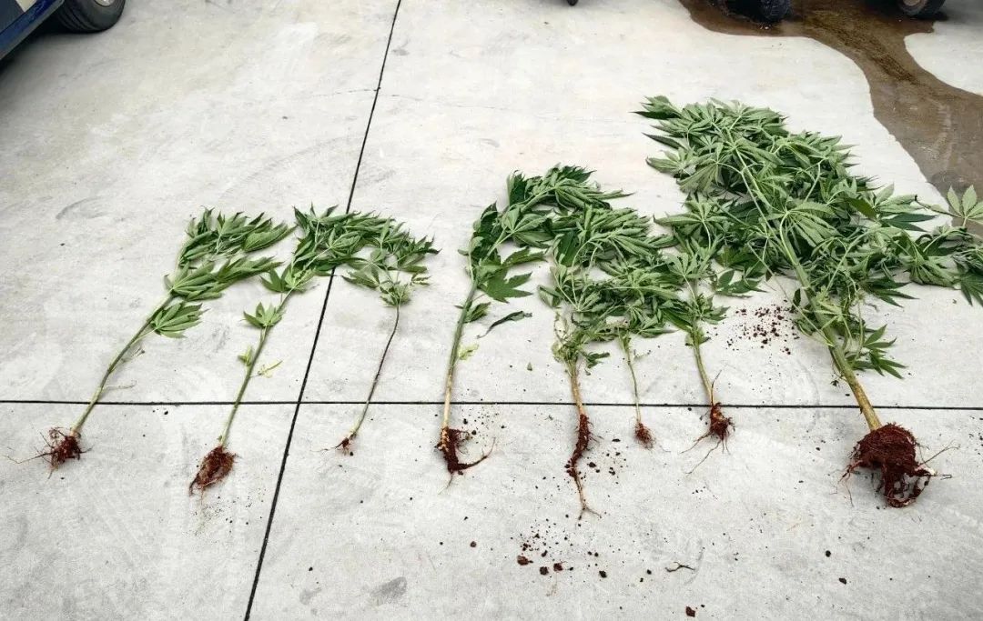 丽江俩小学生靠火眼金睛揪出 8 株大麻！获“禁毒小卫士”证书1.jpg