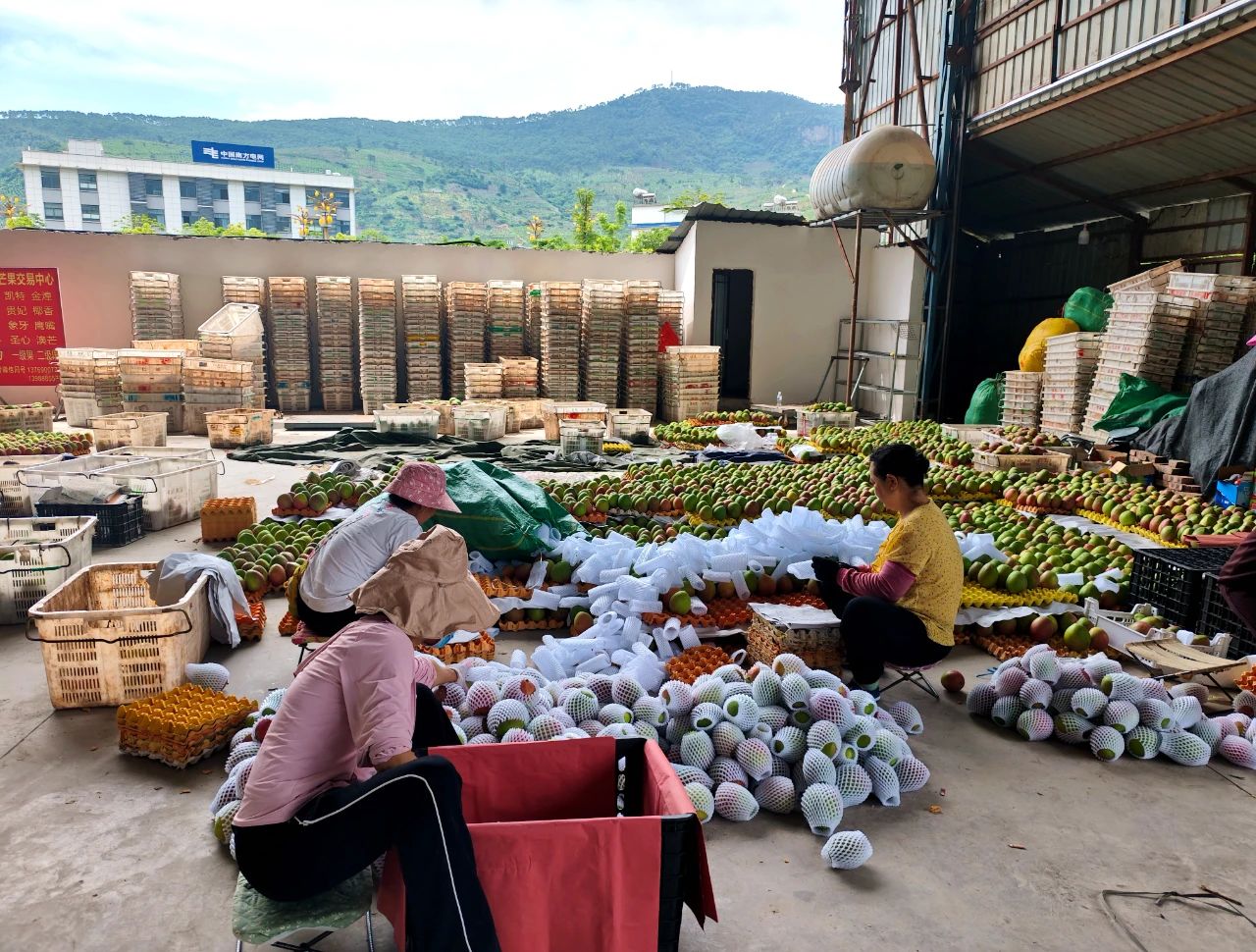 七月果香醉金沙 丽江晚熟芒果“甜蜜”上市奔赴全国1.jpg