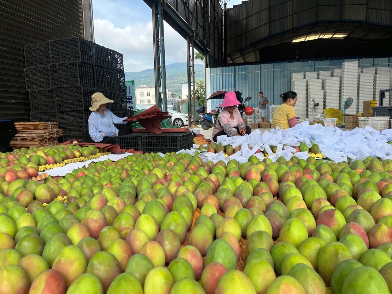 七月果香醉金沙 丽江晚熟芒果“甜蜜”上市奔赴全国4.jpg