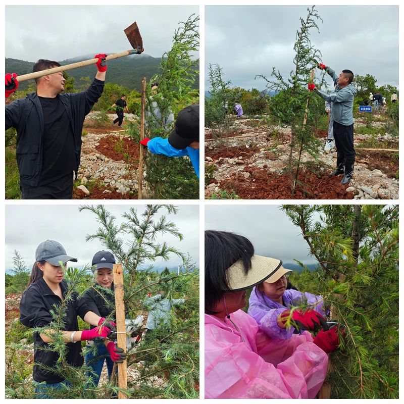 法徽映青绿，雨润雪松新：丽江中院积极投身义务植树活动4.jpg