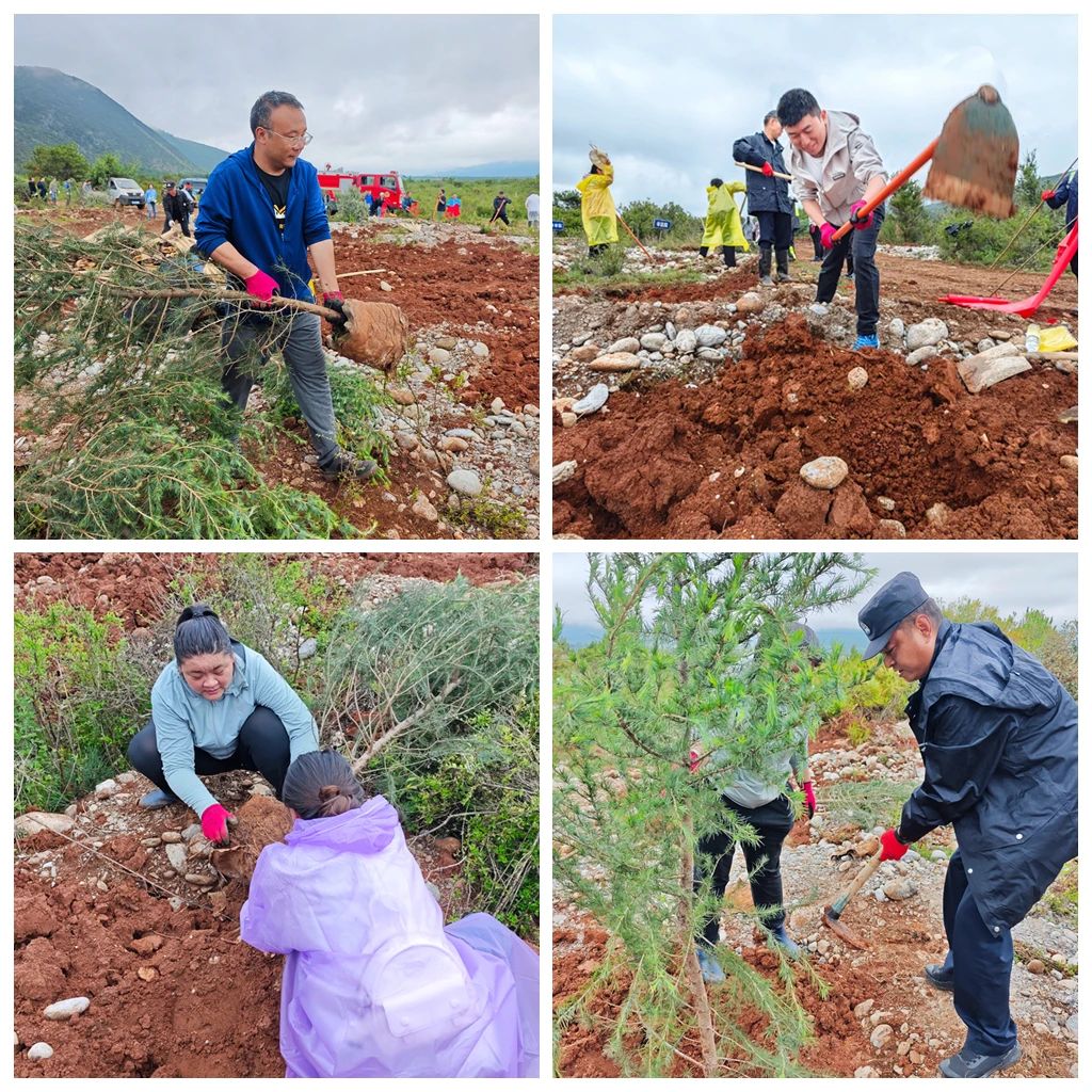 法徽映青绿，雨润雪松新：丽江中院积极投身义务植树活动2.jpg