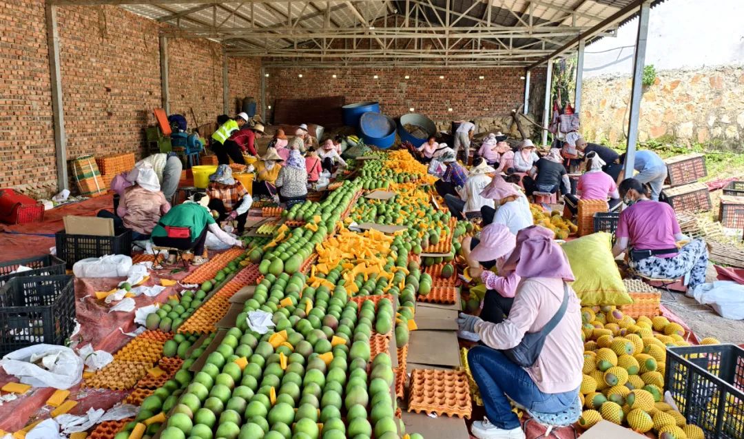 华坪芒果丰收季 40万吨硕果挂满枝  (1).jpg