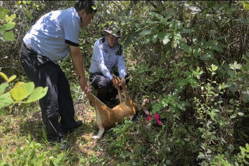 “不速之客”造访农家院！丽江警民暖心救助野生麂子2.jpeg