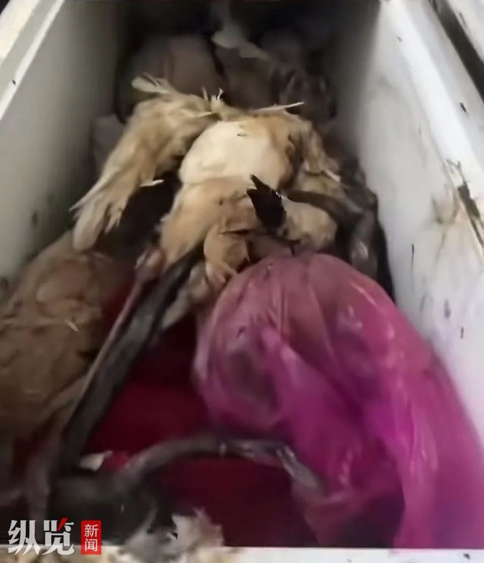 动物园冰柜惊现保护动物尸体！哈尔滨相关部门介入调查，真相究竟如何？1.jpg