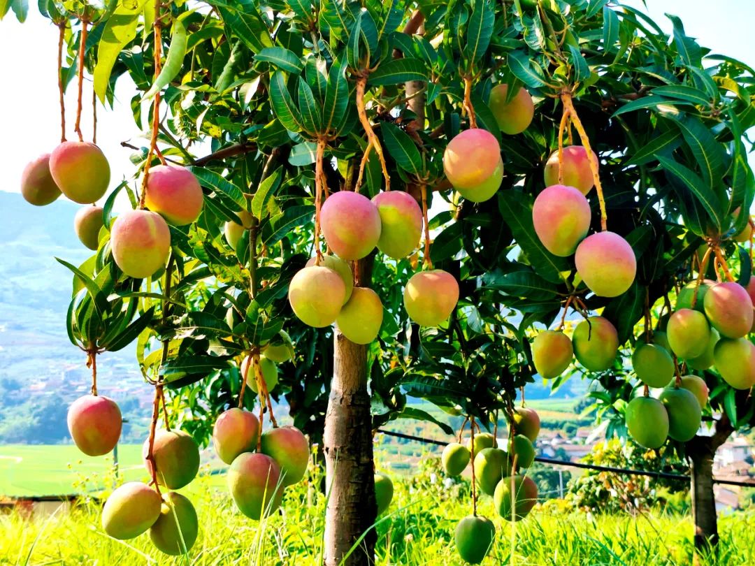 华坪县第十六届芒果文化季启幕 多元活动品芒乡魅力 (1).jpg