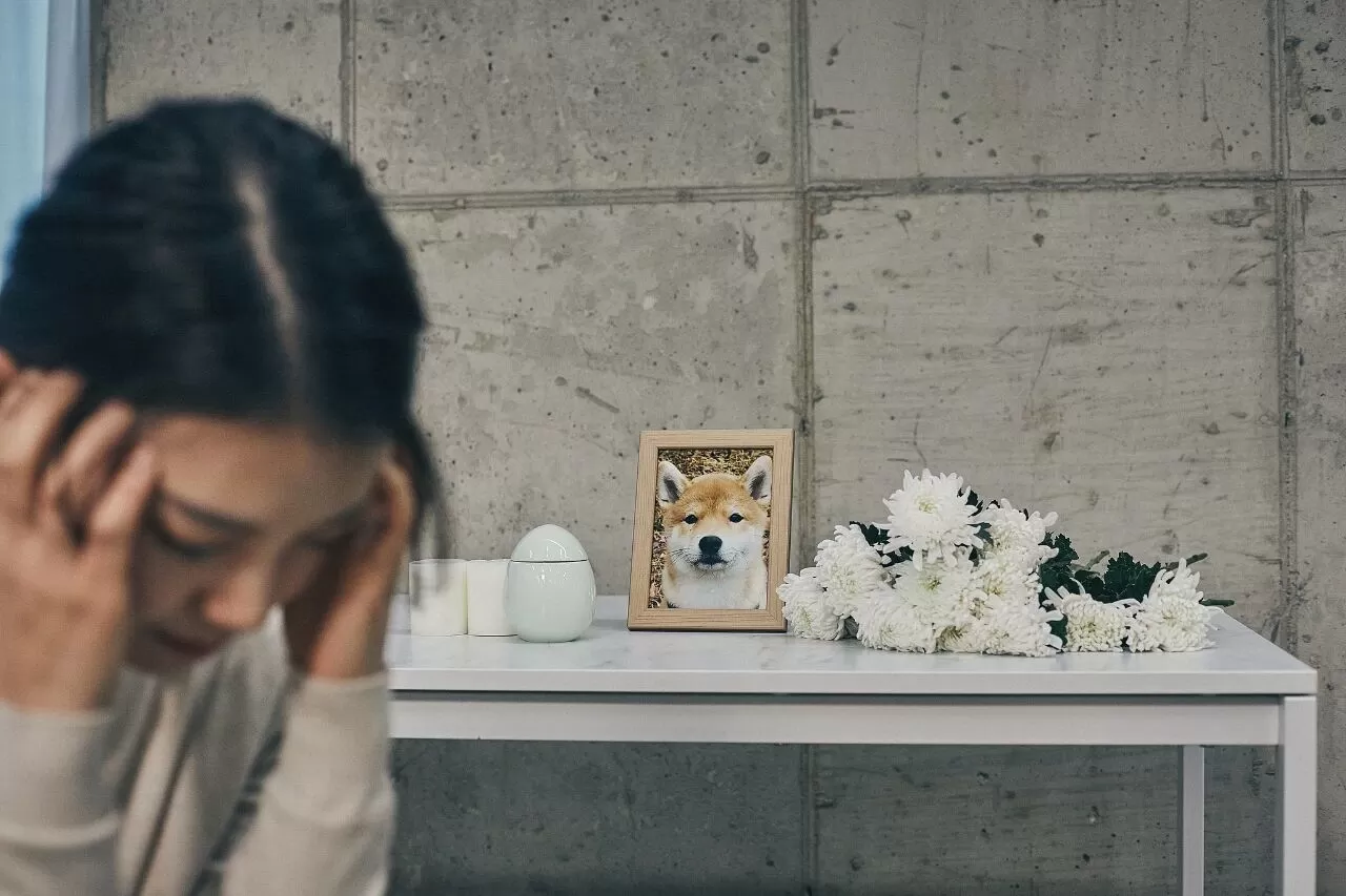 爱宠的最后告别，竟成暴利陷阱？宠物殡葬乱象刺痛千万主人心