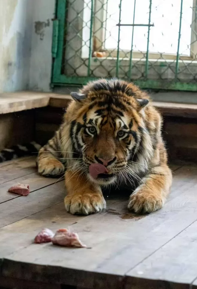 我的“电子老虎”没了？花两千元云养虎，收到的只有沉默和死讯