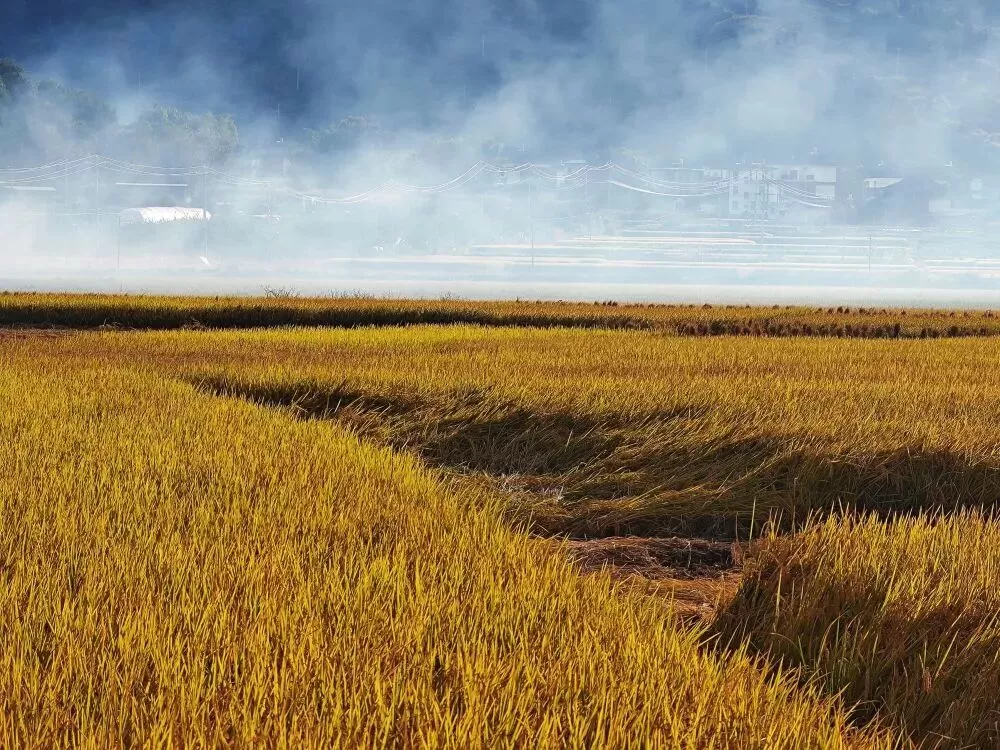 总产、单产增幅全省第一！2025年丽江粮食生产实现“三增长”