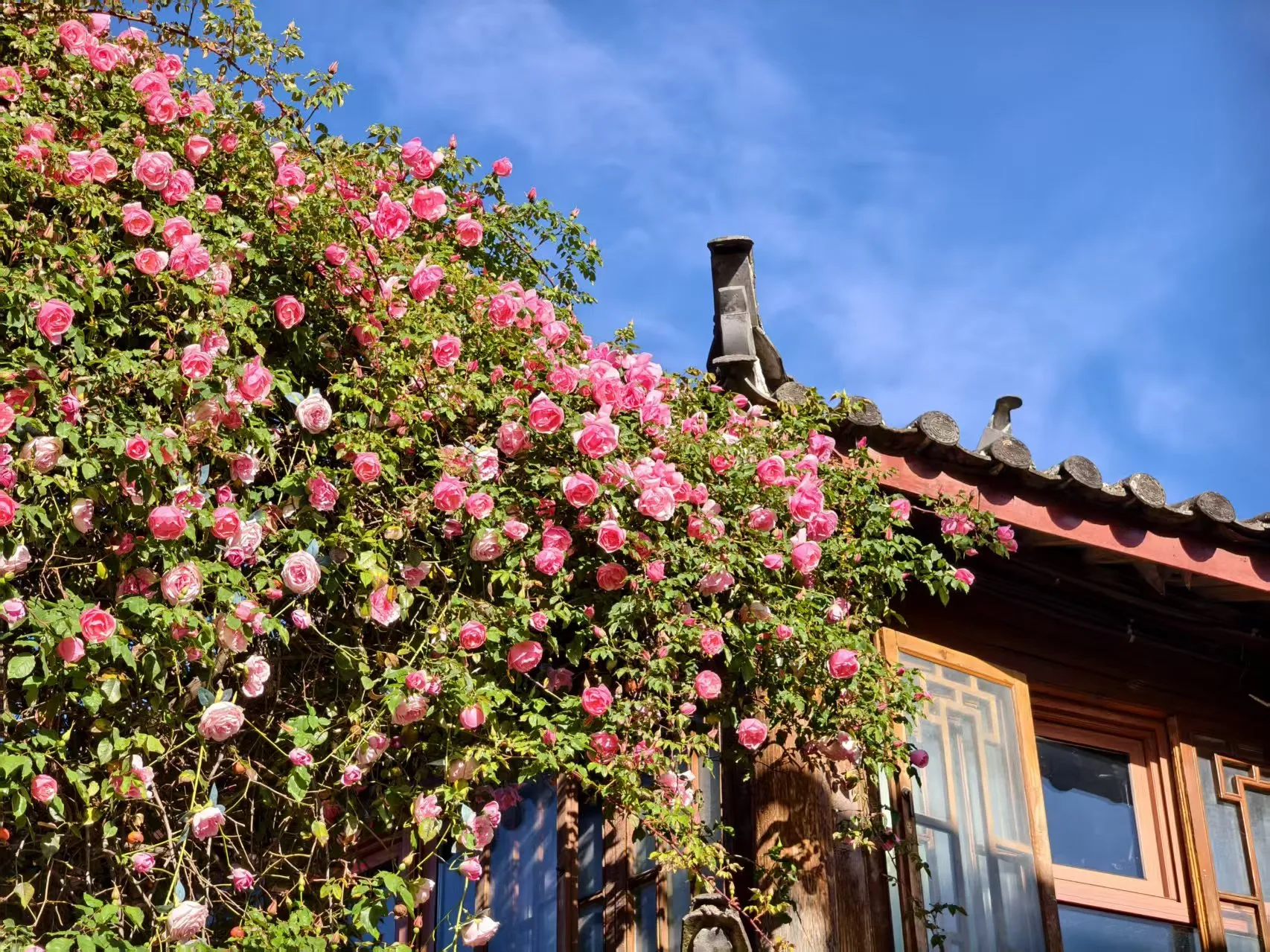 丽江古城蔷薇盛放，一步一景 藏着最温柔的春日浪漫