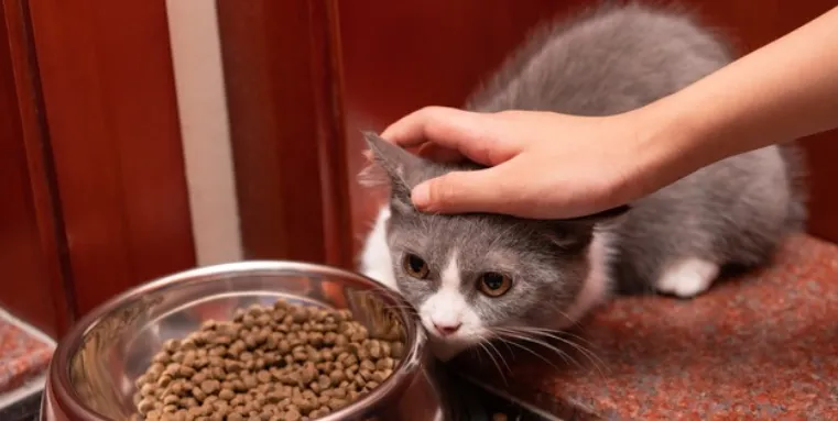 从“贴心服务”到“信任危机”，上门宠托如何走出“三无”困境？